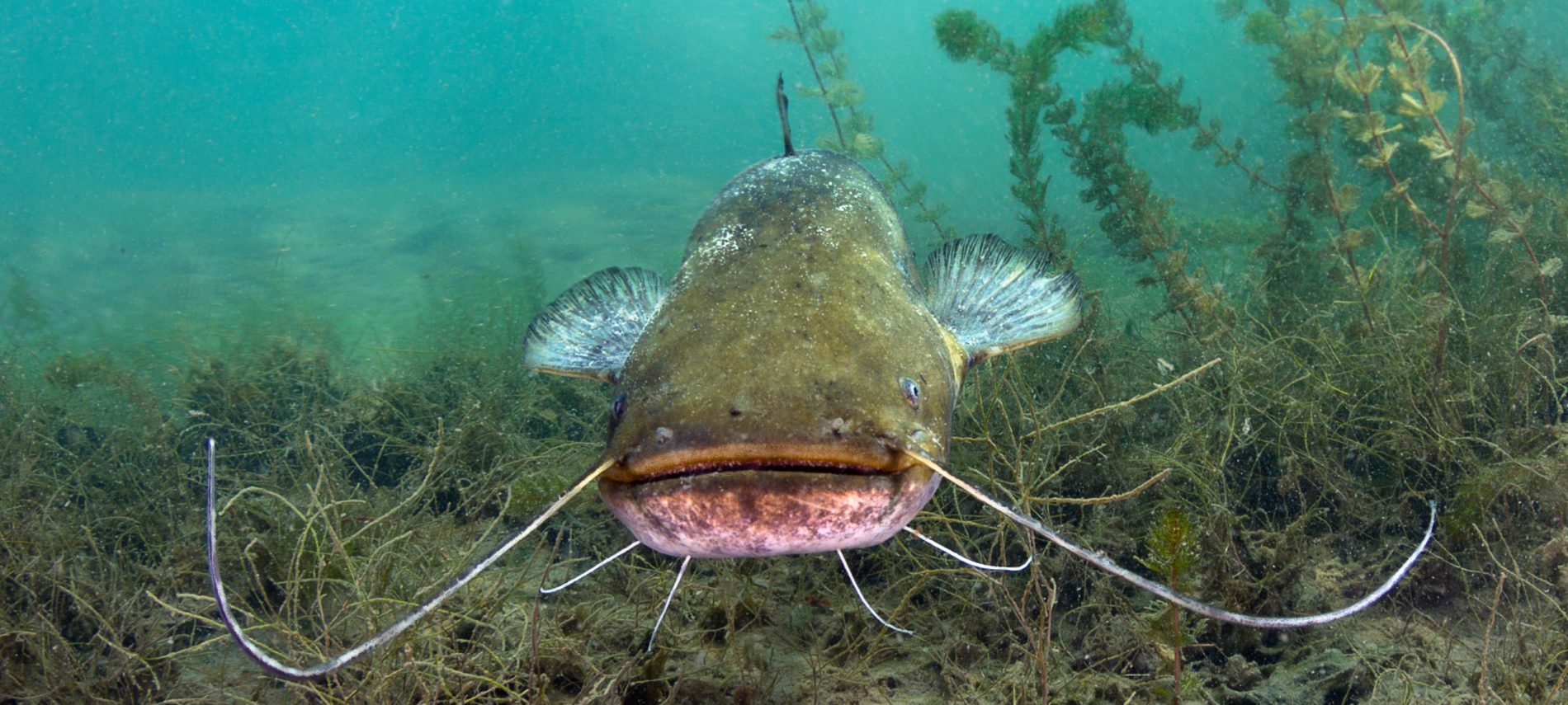 Big catfish seen underwater and looking straight into the camera