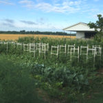 Photo of the vegetable gardens.