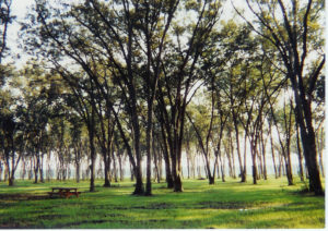 A pecan orchard on a sunny day.
