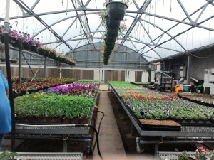 Large domed greenhouse with hanging plants along with row and rows of bulbed plants, hoses watering flowers.