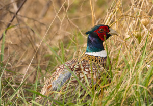 Pheasant-Hunting-DT_49182332