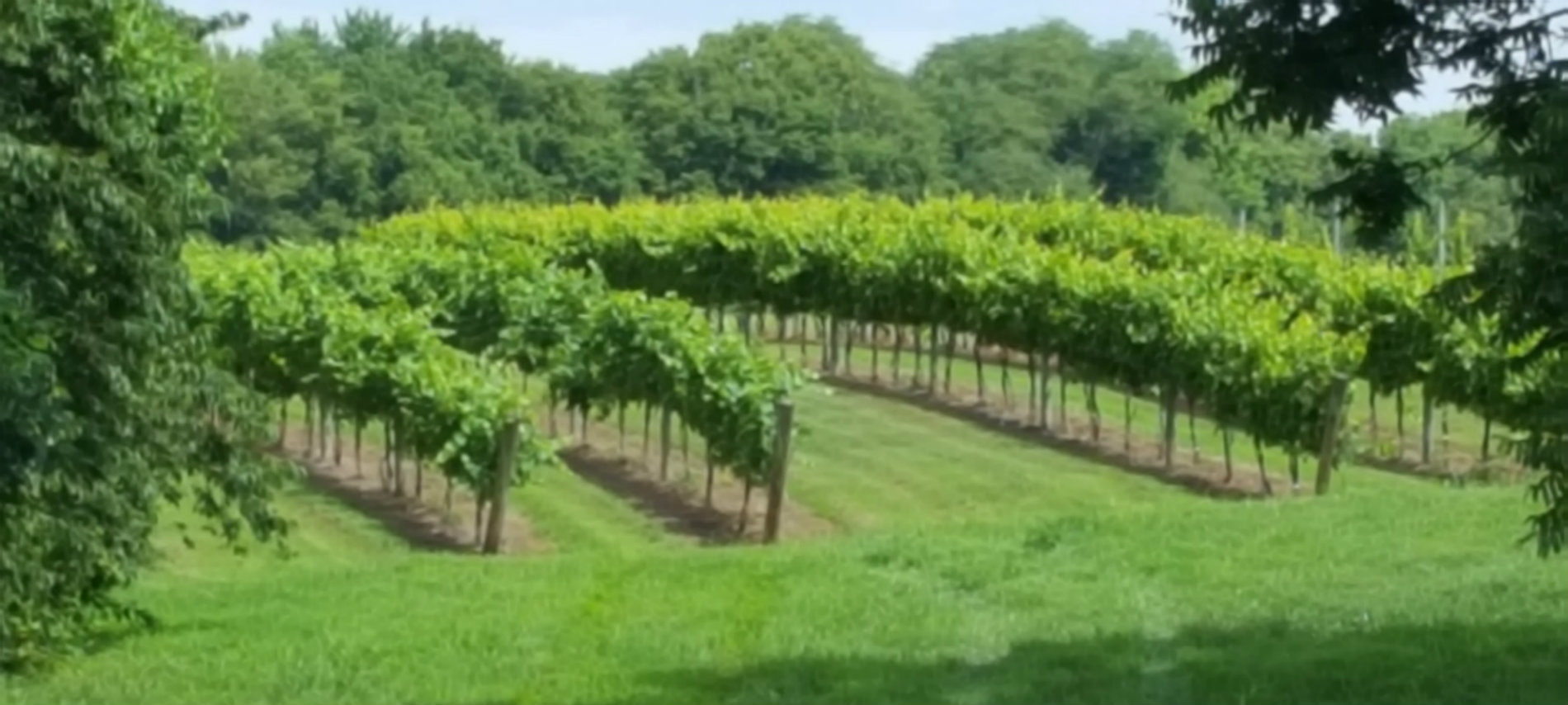 Plush green vineyard plants at Twelve Oaks Vineyard surrounded by trees on all sides.
