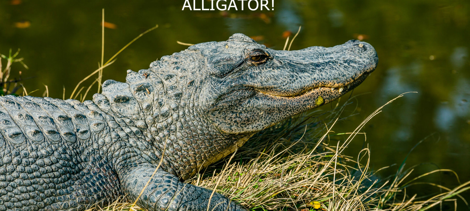 An alligator emerging from a swamp with title: Look What's For Dinner: Alligator!. Photo: Kyaw Tun/Unsplash