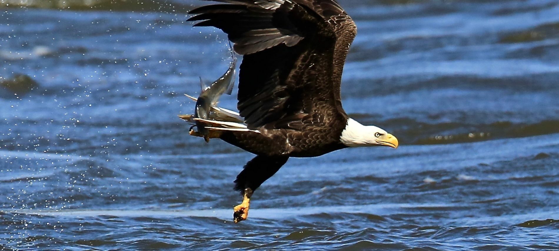 Bald eagle swooping over water with a fish caught in talons