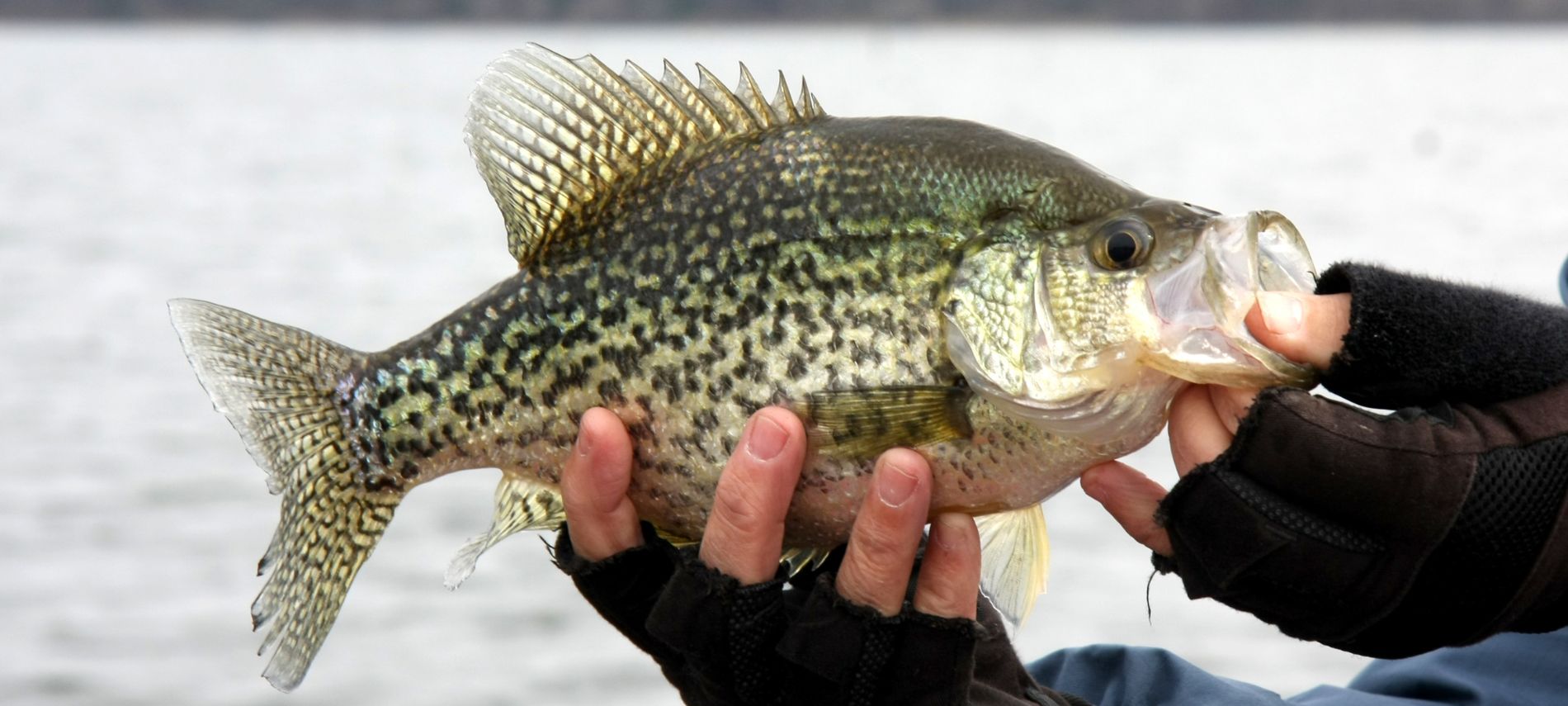 A person with dark gloves holding a large crappie by the water.