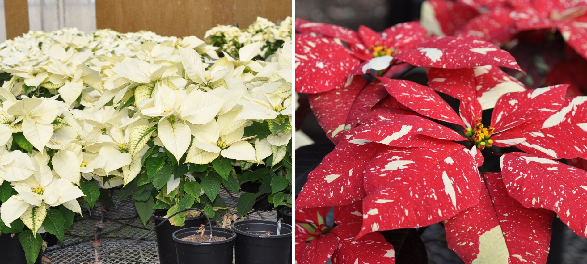 two photos of local poinsettias, the ones on the left white, the ones on the right red with white speckles.