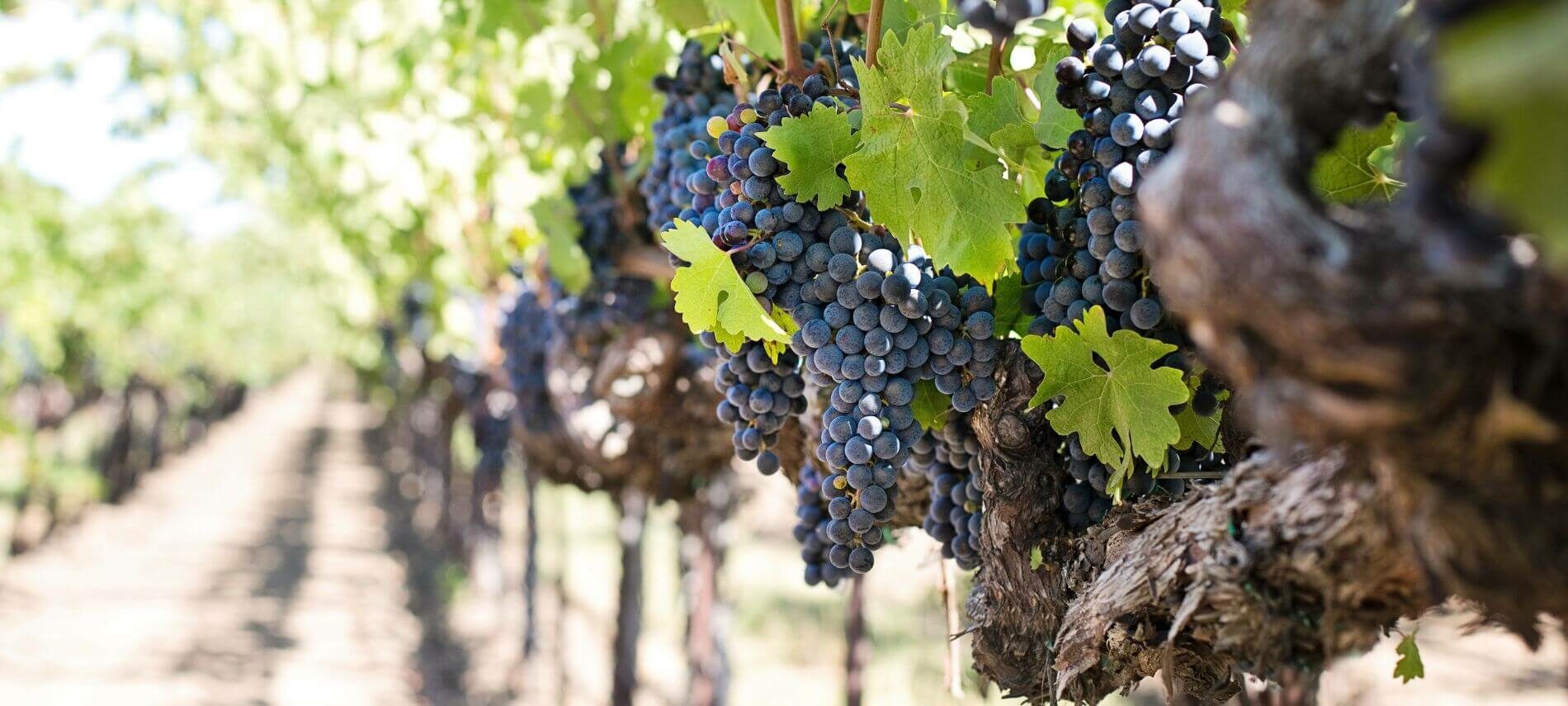 Vineyard with ripe bunches of Concord grapes.