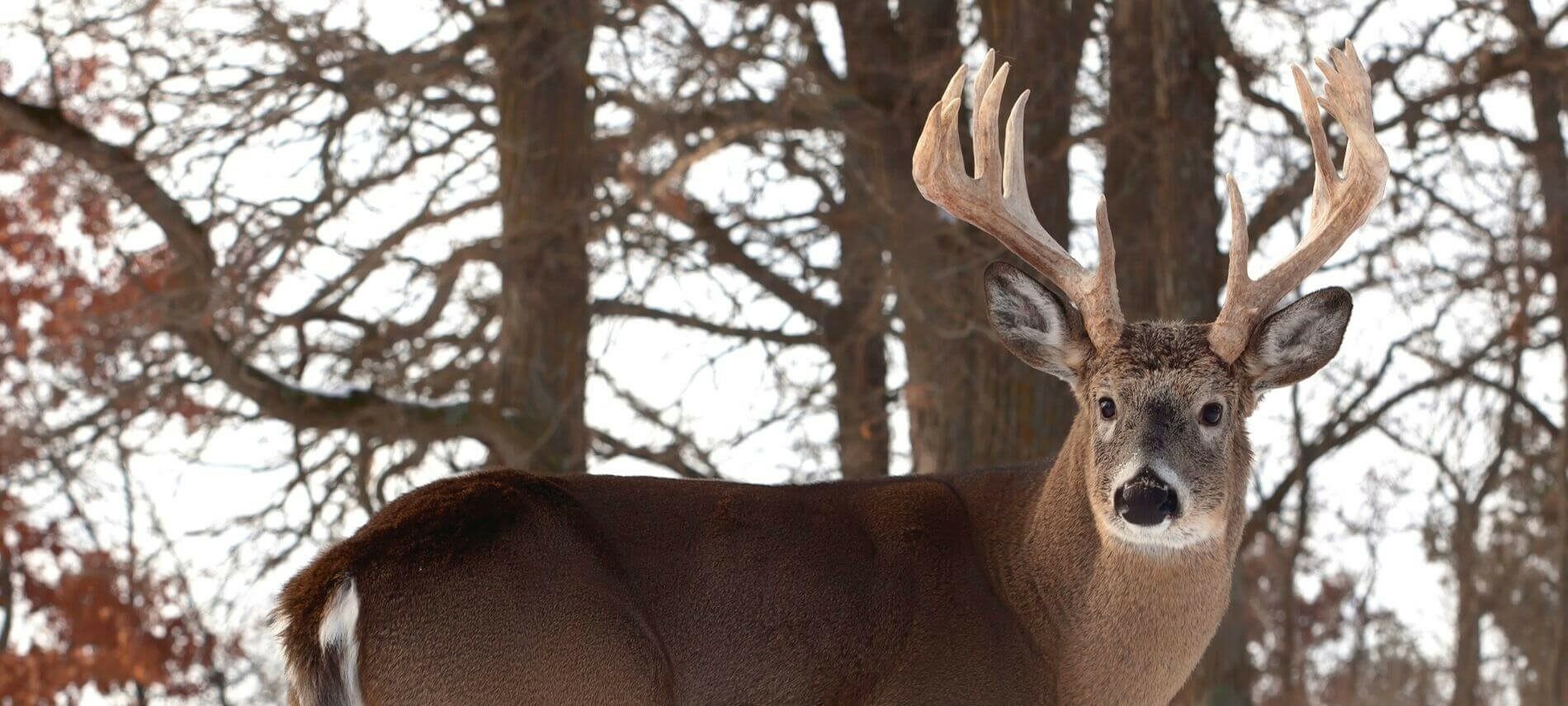 White tailed buck in woods
