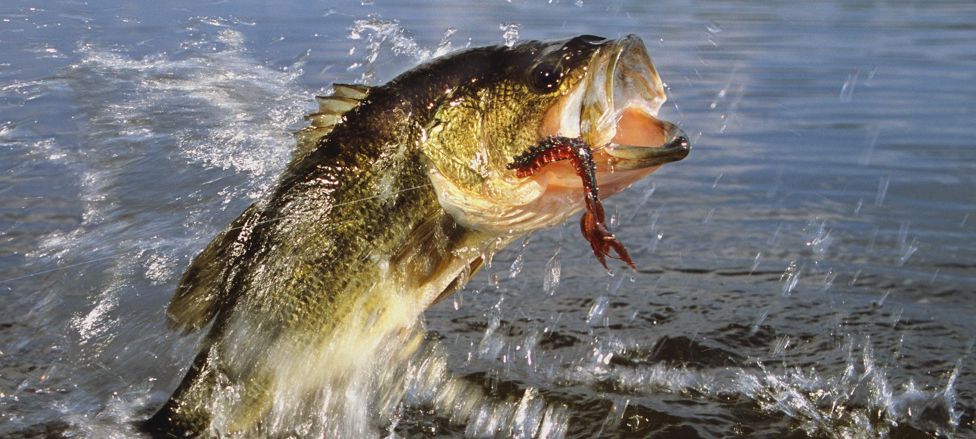 Large mouth bass leaping out of the water after some bait. 