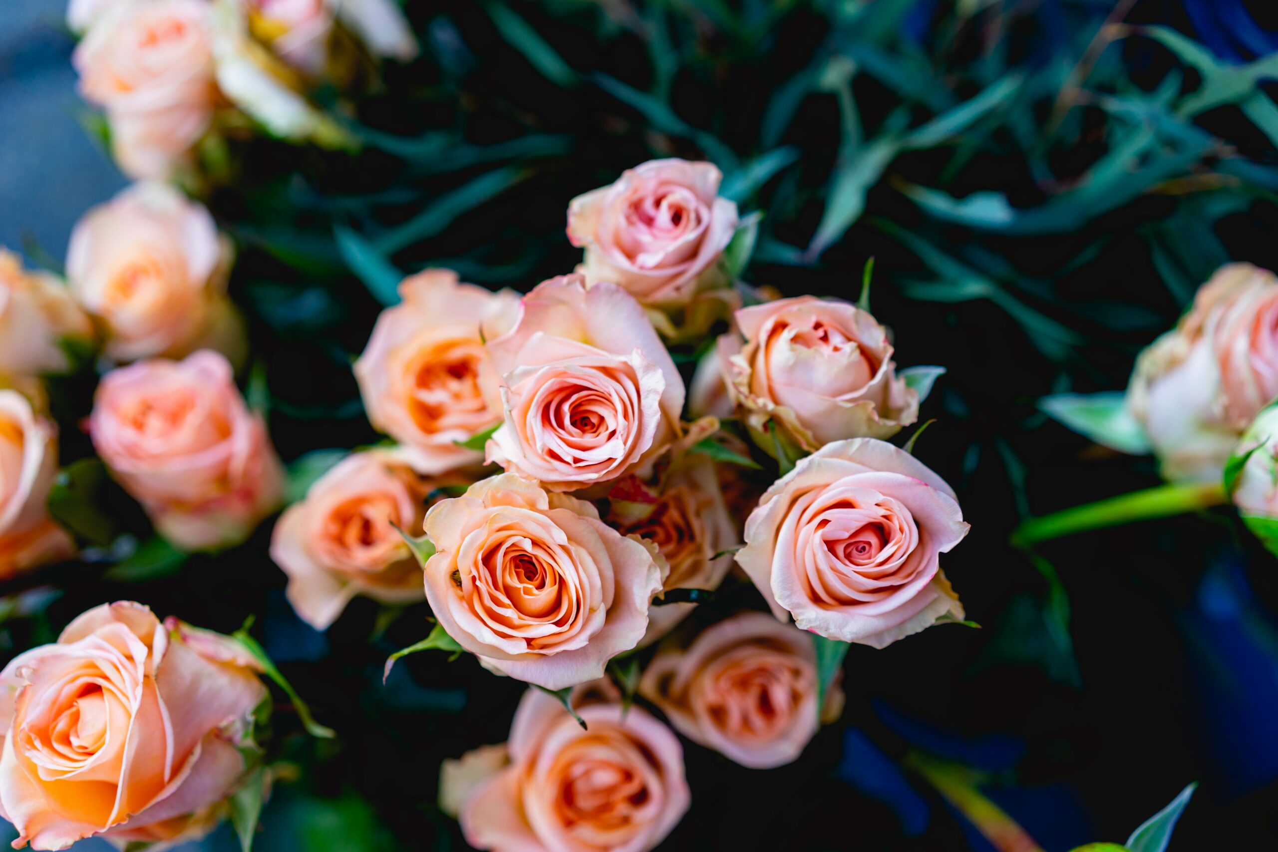 Bunch of fresh peach roses with dark green stems