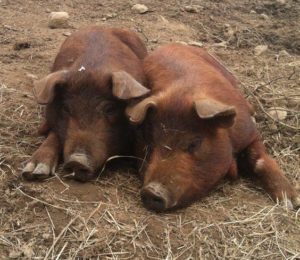 two red wattle pigs lying on the ground in a cute pose.
