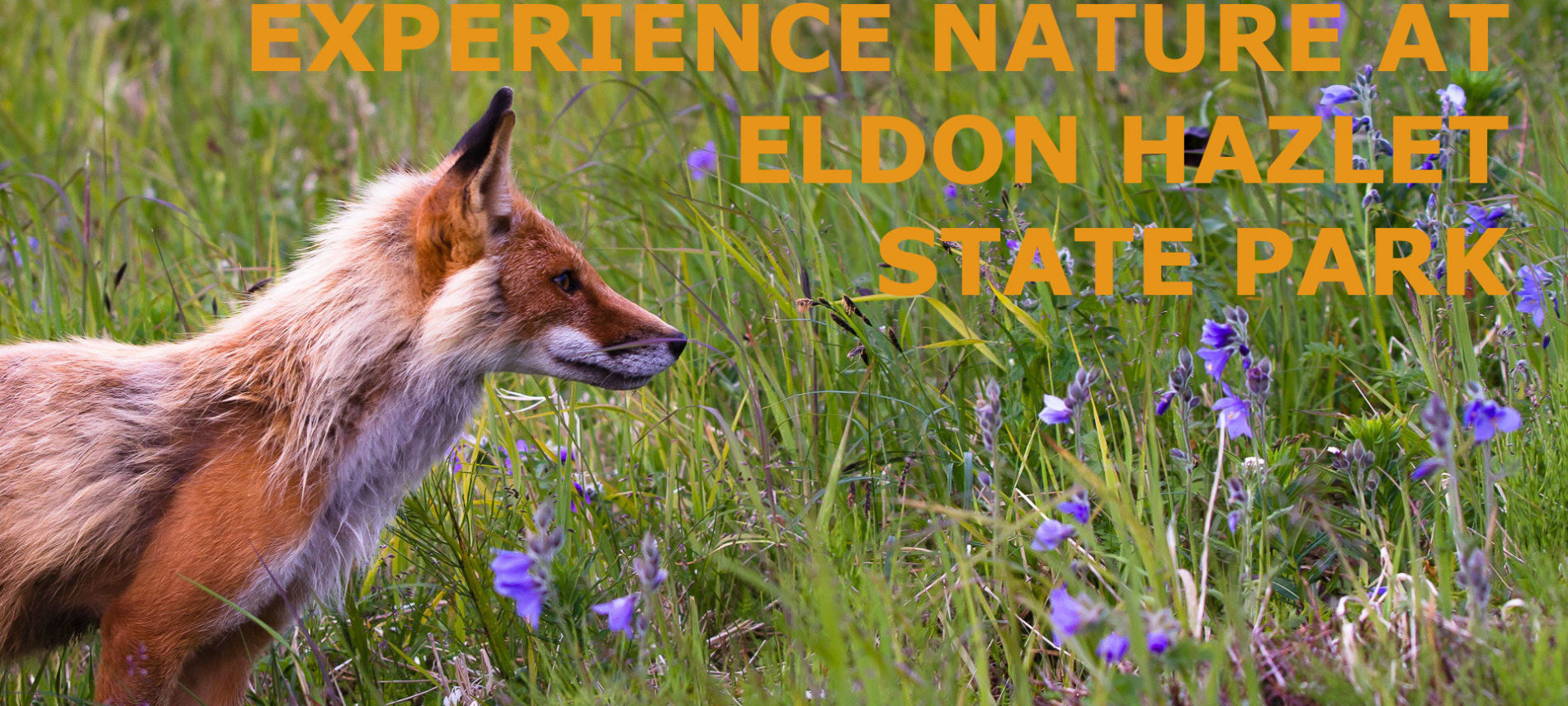 A red fox standing in a field of wildflowers. Title: Experience Nature At Eldon Hazlet State Park.